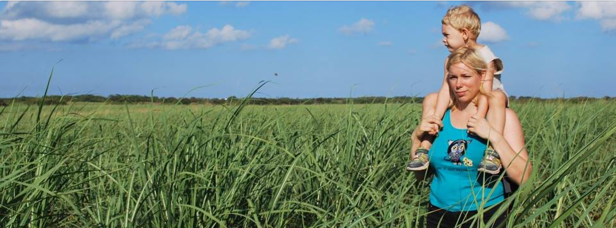 Labor & LDP plan to burn cane growers